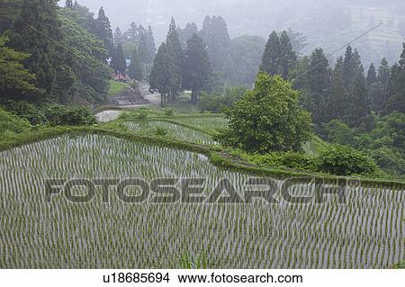 Picture - Rice Terrace at Kamikozawa, Niigata Prefecture, Honshu, Japan. Fotosearch