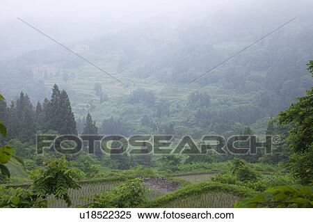 Stock Photography - Rice Terrace at Kamikozawa, Niigata Prefecture, Honshu, Japan. Fotosearch