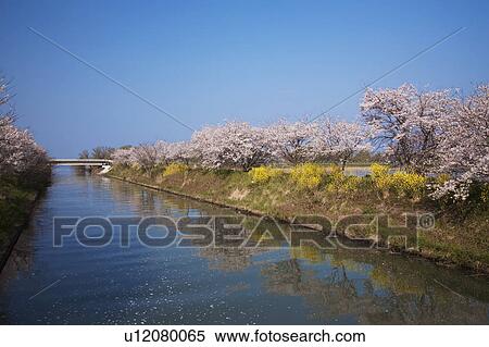 Row Cherry Blossom Trees Blooming at the Riverside View Large Photo Image Stock Photography - Row Cherry Blossom Trees Blooming at the Riverside. Fotosearch