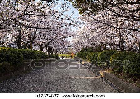 Stock Photo - Row of Cherry Blossom Trees. Fotosearch