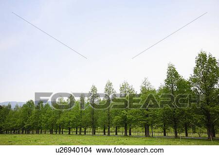 Row of Trees in Field View Large Photo Image Picture - Row of Trees in Field. Fotosearch