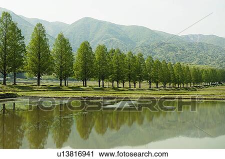 Stock Image - Row of Trees Near Lake. Fotosearch