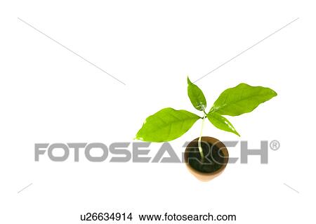 Picture - Sapling. Fotosearch