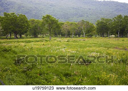 Stock Image - Sasamigahara Highland, Niigata Prefecture, Honshu, Japan. Fotosearch