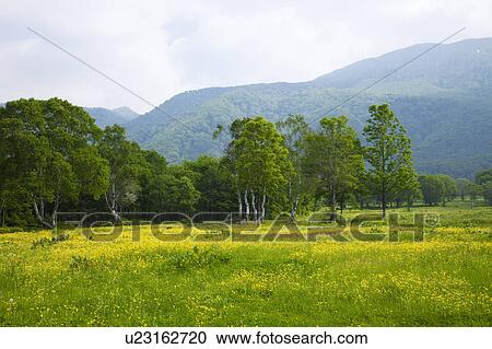 Sasamigahara Highland, Niigata Prefecture, Honshu, Japan View Large Photo Image Stock Image - Sasamigahara Highland, Niigata Prefecture, Honshu, Japan. Fotosearch