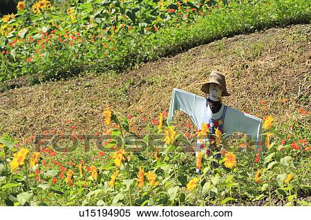 Scarecrow in Garden View Large Photo Image Stock Photography - Scarecrow in Garden. Fotosearch