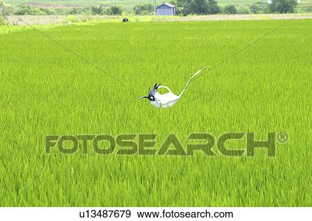 Scarecrow in rice field, Hokkaido prefecture, Japan View Large Photo Image Stock Photo - Scarecrow in rice field, Hokkaido prefecture, Japan. Fotosearch