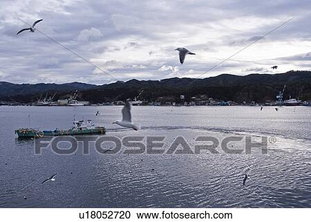 Stock Image - Seagulls Following Fishing Boat. Fotosearch