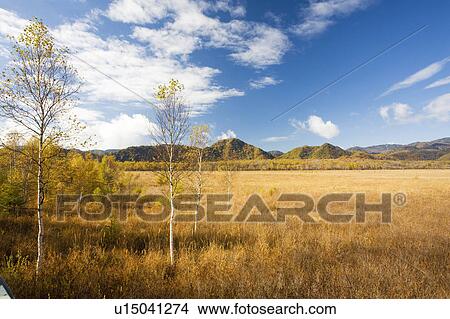 Picture - Senjo-ga-hara in autumn, Tochigi Prefecture, Honshu, Japan. Fotosearch