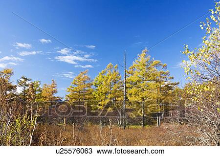 Stock Image - Senjo-ga-hara in autumn, Tochigi Prefecture, Honshu, Japan. Fotosearch