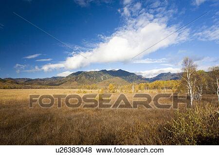 Senjo-ga-hara in autumn, Tochigi Prefecture, Honshu, Japan View Large Photo Image Stock Photo - Senjo-ga-hara in autumn, Tochigi Prefecture, Honshu, Japan. Fotosearch