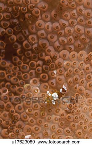 Stock Photo - Sexy anemone shrimp (Thor amboinensis) underwater. Fotosearch