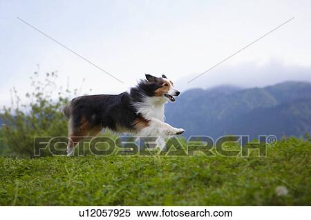 Stock Photography - Shetland Sheepdog Running in Field. Fotosearch