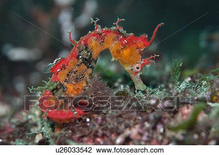 Shiho's seahorse (Hippocampus sindpnis), Izu Islands, Tokyo Prefecture, Honshu, Japan View Large Photo Image Stock Image - Shiho's seahorse (Hippocampus sindpnis), Izu Islands, Tokyo Prefecture, Honshu, Japan. Fotosearch