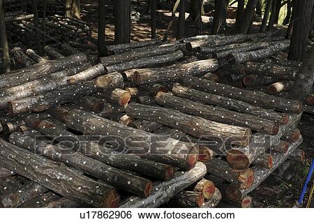 Shiitake mushroom farm, Hyogo Prefecture, Honshu, Japan View Large Photo Image Stock Photograph - Shiitake mushroom farm, Hyogo Prefecture, Honshu, Japan. Fotosearch