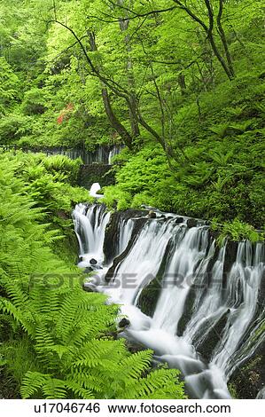 Stock Photograph - Shiraito waterfall, Nagano Prefecture, Honshu, Japan. Fotosearch