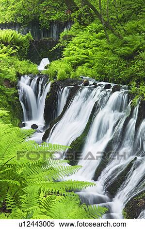 Shiraito waterfall, Nagano Prefecture, Honshu, Japan View Large Photo Image Stock Photography - Shiraito waterfall, Nagano Prefecture, Honshu, Japan. Fotosearch