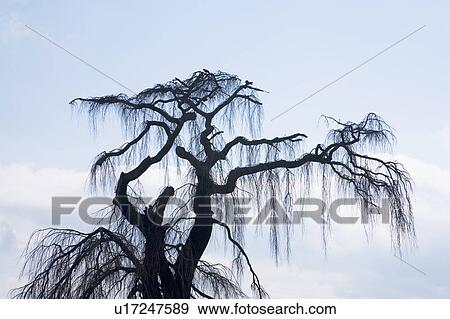Silhouette of Dropping Cherry Blossom Tree View Large Photo Image Stock Photo - Silhouette of Dropping Cherry Blossom Tree. Fotosearch