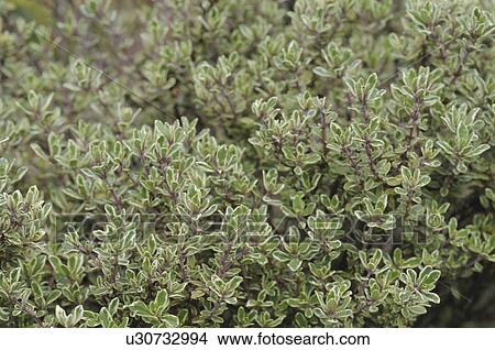 Picture - Silver Thyme, Okayama Prefecture, Honshu, Japan. Fotosearch