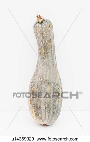 Single Japanese Pumpkin Against White Background View Large Photo Image Stock Photo - Single Japanese Pumpkin Against White Background. Fotosearch