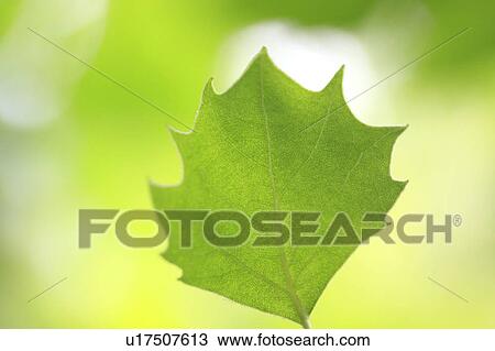 Stock Image - Single Leaf. Fotosearch