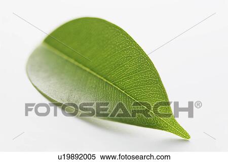Stock Photography - Single Leaf. Fotosearch