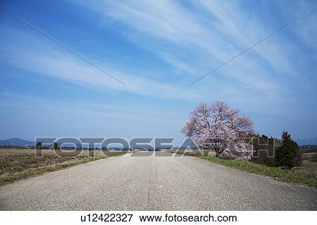 Single Road Under Blue Sky, Cherry Blossom Tree Stands by the Road View Large Photo Image Stock Photo - Single Road Under Blue Sky, Cherry Blossom Tree Stands by the Road. Fotosearch