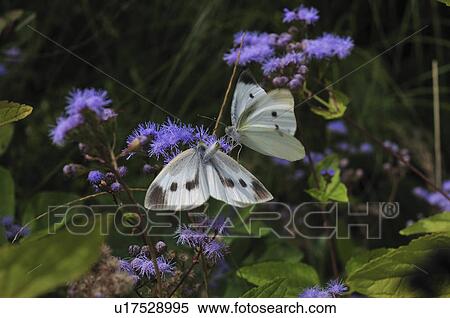 Small whites on flowers, Chiba Prefecture, Honshu, Japan View Large Photo Image Stock Photography - Small whites on flowers, Chiba Prefecture, Honshu, Japan. Fotosearch