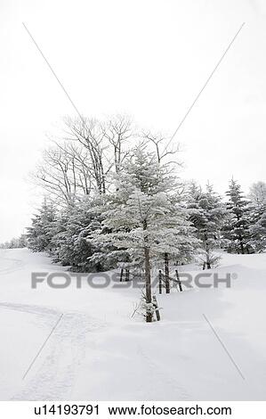 Soft Rime View Large Photo Image Stock Image - Soft Rime. Fotosearch