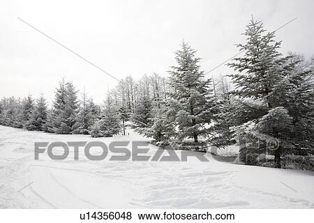 Stock Photo - Soft Rime. Fotosearch