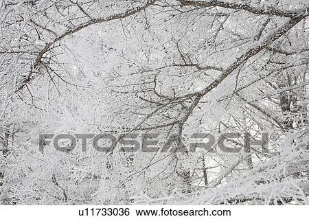 Stock Photograph - Soft Rime. Fotosearch