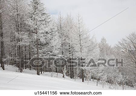 Soft Rime View Large Photo Image Stock Photograph - Soft Rime. Fotosearch