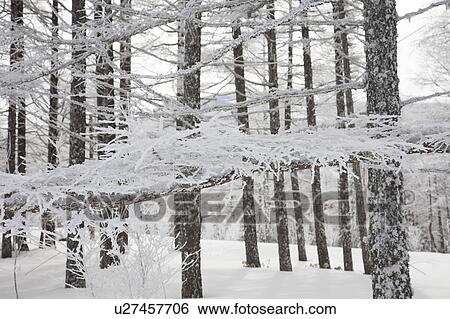 Soft Rime View Large Photo Image Stock Photograph - Soft Rime. Fotosearch