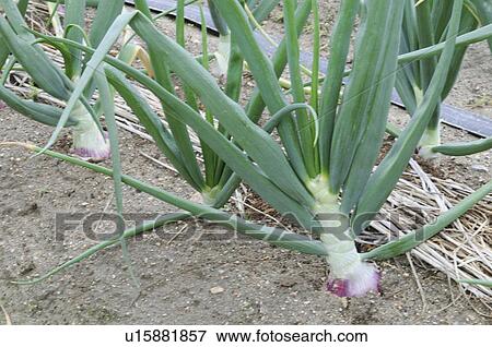 Spanish onion farm, Hyogo Prefecture, Honshu, Japan View Large Photo Image Stock Photo - Spanish onion farm, Hyogo Prefecture, Honshu, Japan. Fotosearch