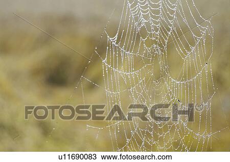 Stock Image - Spider web, close up, differential focus. Fotosearch