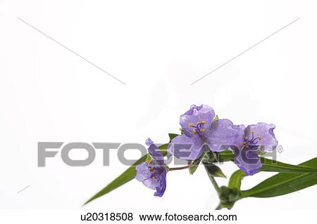 Spiderwort View Large Photo Image Stock Photo - Spiderwort. Fotosearch
