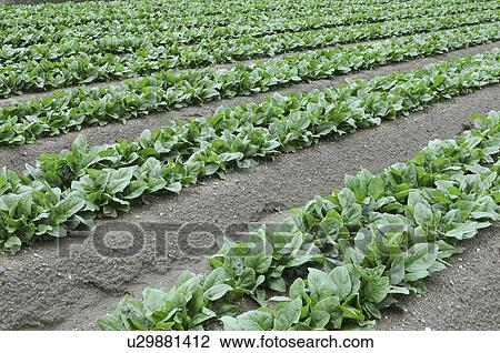 Stock Image - Spinach farm, Hyogo Prefecture, Honshu, Japan. Fotosearch