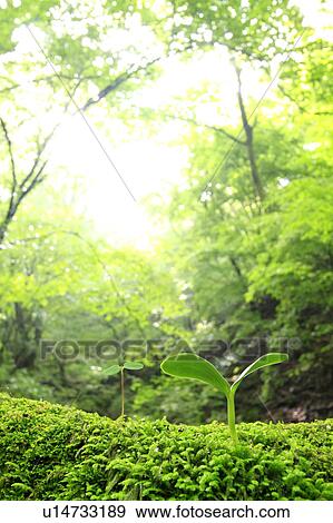 Spouts in Forest View Large Photo Image Stock Photo - Spouts in Forest. Fotosearch