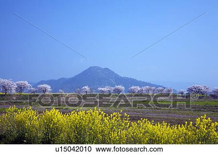 Spring Flower Field and Mountain in the Background View Large Photo Image Stock Image - Spring Flower Field and Mountain in the Background. Fotosearch