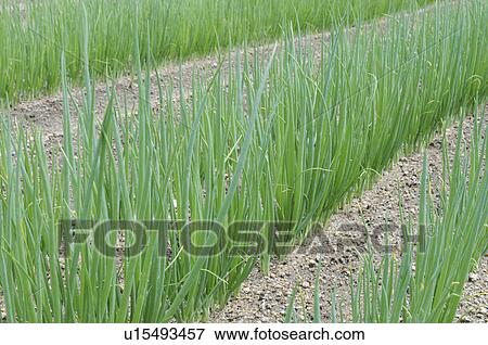 Stock Photo - Spring Onion farm, Hyogo Prefecture, Honshu, Japan. Fotosearch