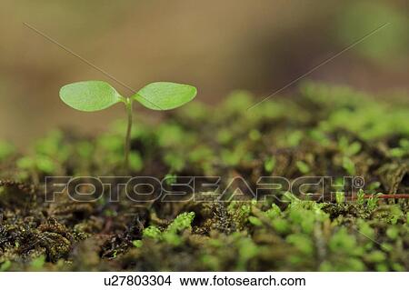 Sprout Growing in Moss View Large Photo Image Picture - Sprout Growing in Moss. Fotosearch