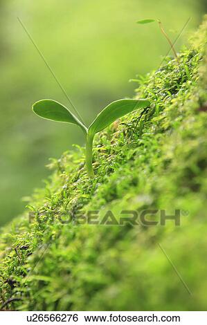 Sprout Growing in Moss View Large Photo Image Stock Photograph - Sprout Growing in Moss. Fotosearch