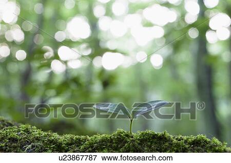Sprout View Large Photo Image Stock Photo - Sprout. Fotosearch