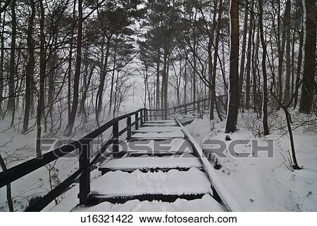 Staircase in snowy forest, Fukushima Prefecture, Honshu, Japan View Large Photo Image Stock Image - Staircase in snowy forest, Fukushima Prefecture, Honshu, Japan. Fotosearch