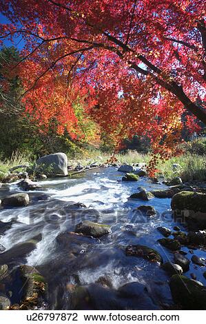 Stock Image - Stream and Japanese maple in autumn, Fukushima Prefecture, Honshu, Japan. Fotosearch