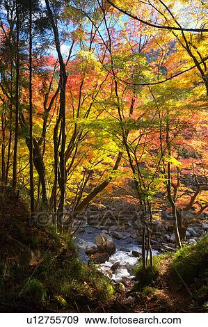 Stream and Japanese maple in autumn, Fukushima Prefecture, Honshu, Japan View Large Photo Image Stock Photo - Stream and Japanese maple in autumn, Fukushima Prefecture, Honshu, Japan. Fotosearch