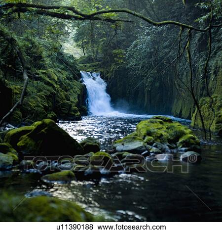 Stock Photo - Stream in Forest. Fotosearch