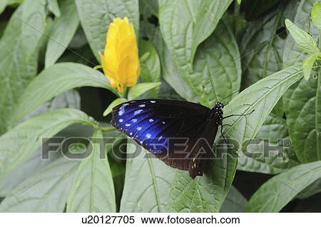 Striped Blue Crow (Euploea mulciber) on leaf, Hyogo Prefecture, Honshu, Japan View Large Photo Image Stock Photography - Striped Blue Crow (Euploea mulciber) on leaf, Hyogo Prefecture, Honshu, Japan. Fotosearch