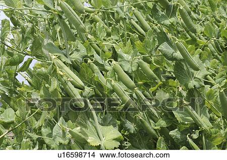 Picture - Sugar snap peas, Hyogo Prefecture, Honshu, Japan. Fotosearch