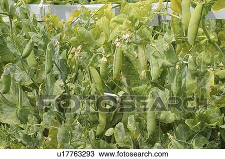 Stock Image - Sugar snap peas, Hyogo Prefecture, Honshu, Japan. Fotosearch